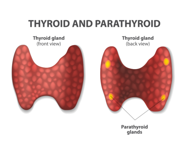 Parathyroid Gland Endocrinology Of Central Pa